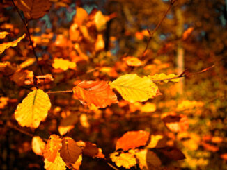 Symboldbild: Herbst Laube