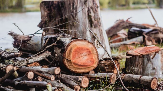 Symbolbild: Holz